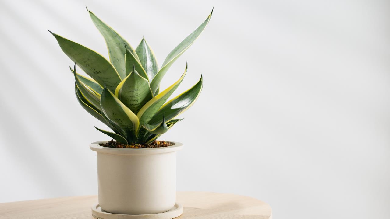 Lo que jamás debes hacer con tu lengua de suegra, según expertos en jardinería